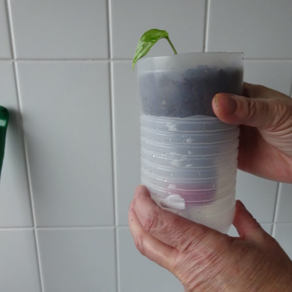 Utiliser le fond des bouteilles plastique pour faire un semis
