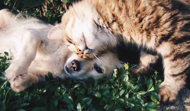 Animaux de compagnie dans l'herbe