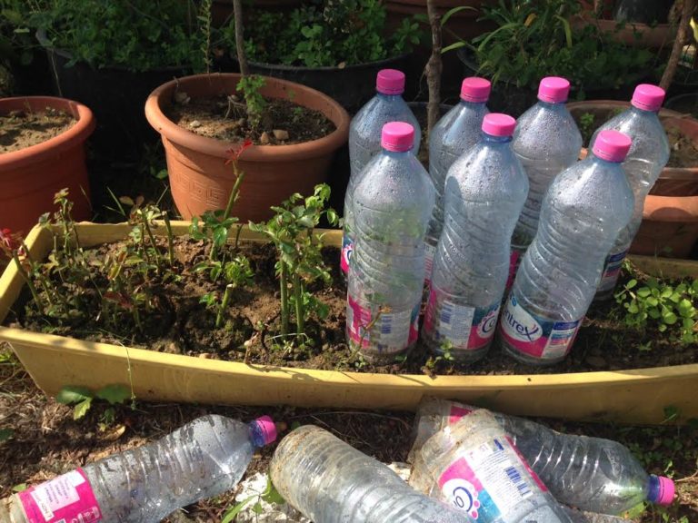 Recycler les bouteilles plastique en cloche sur les plantes fragiles du potager